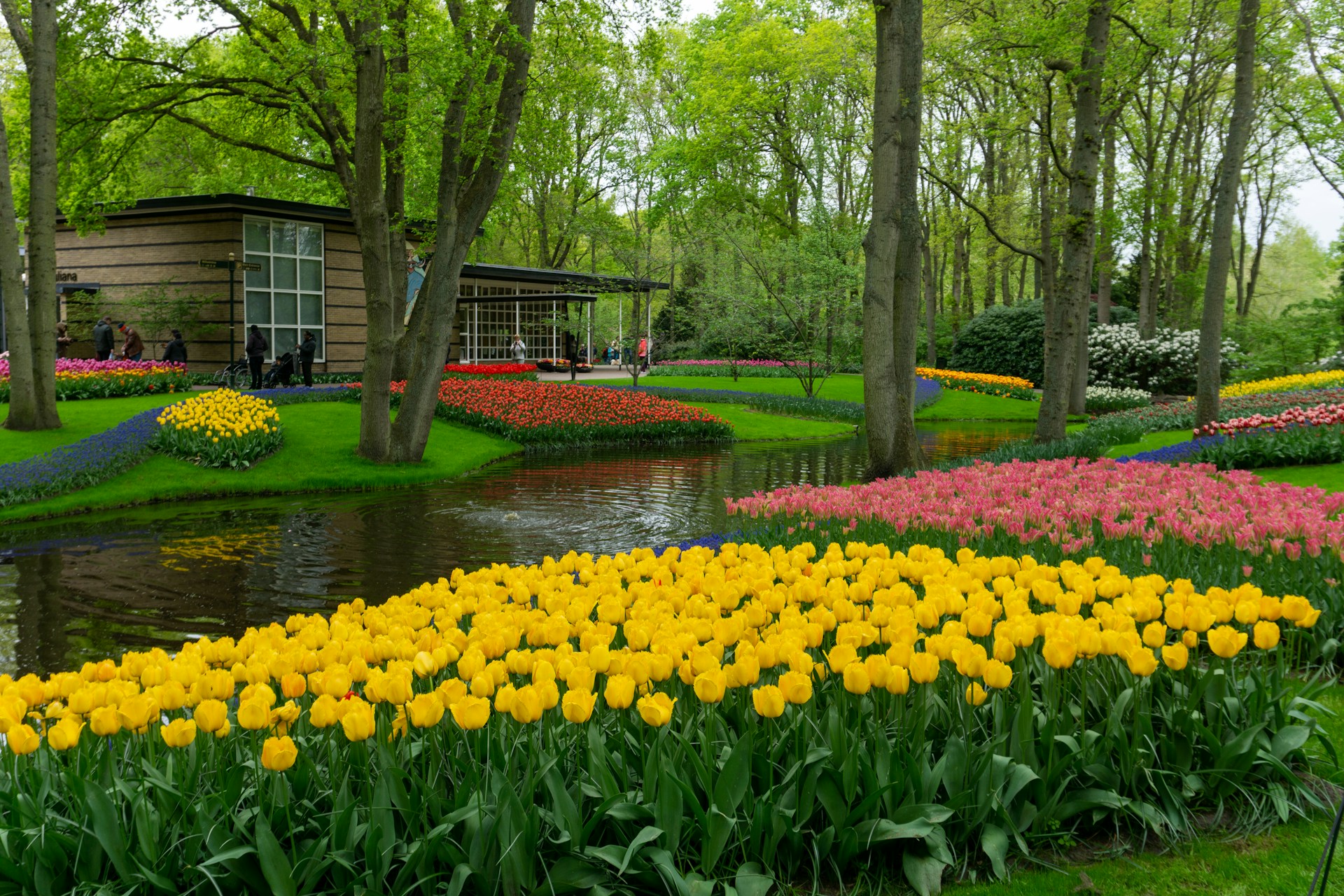 Tulip Season’s Vibrant Bloom