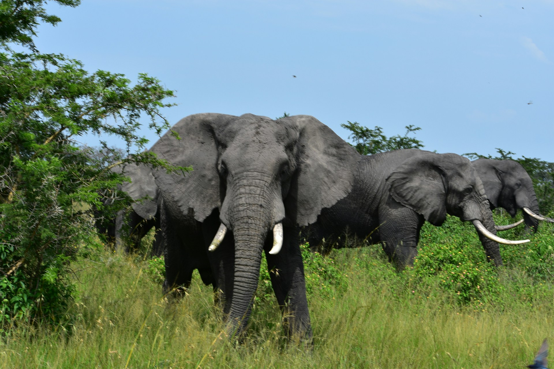 Dry Season’s Golden Return