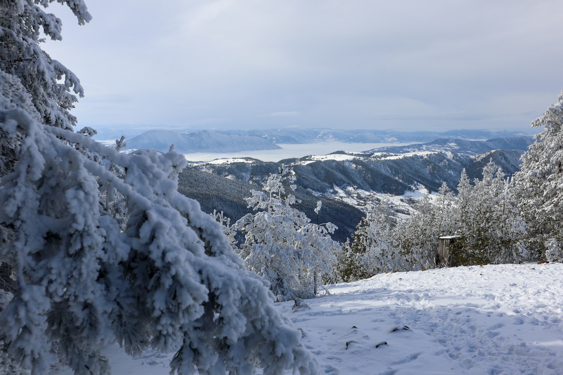 Winter’s Frosty Charm