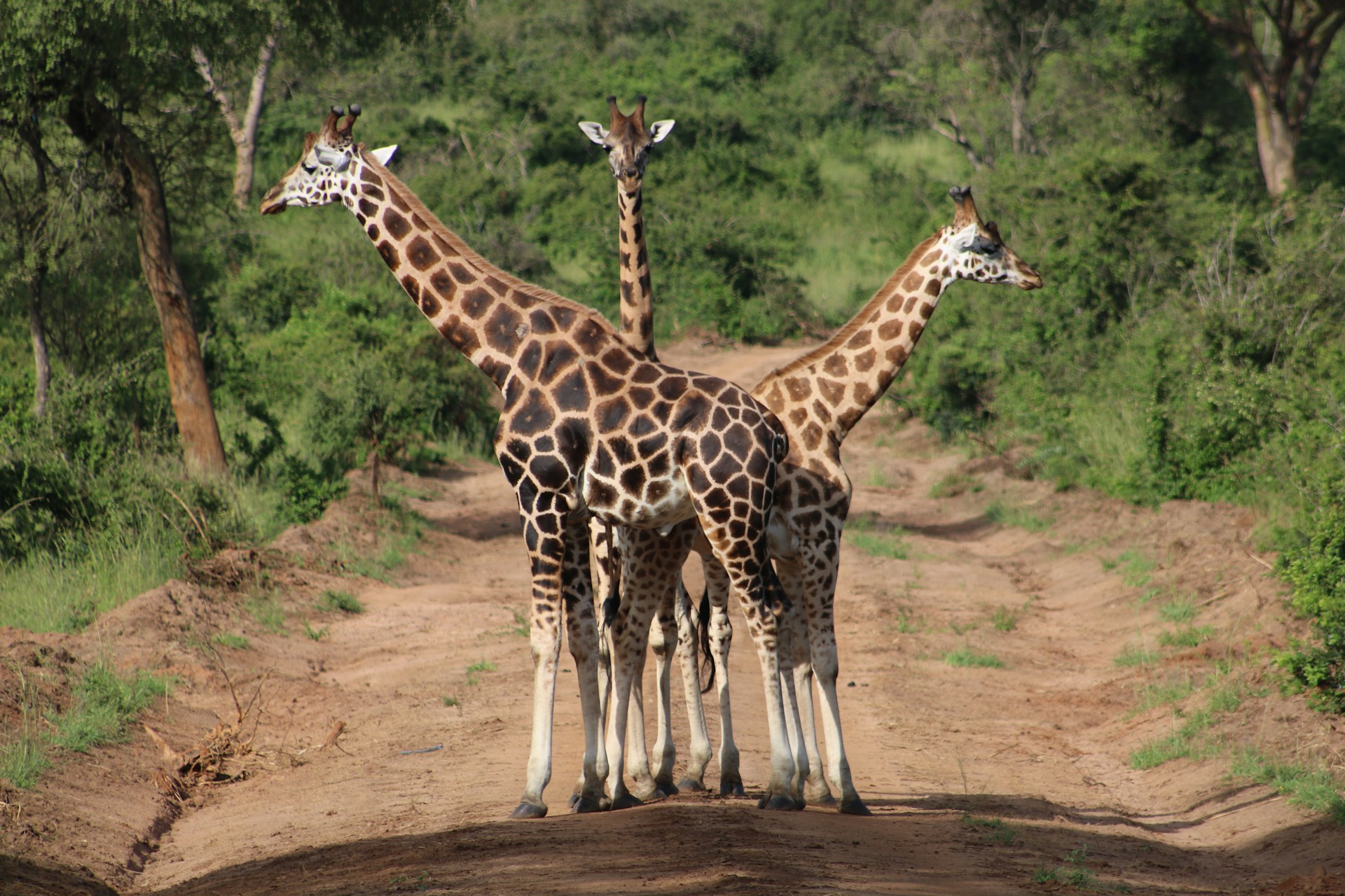 Dry Season’s Wildlife Return