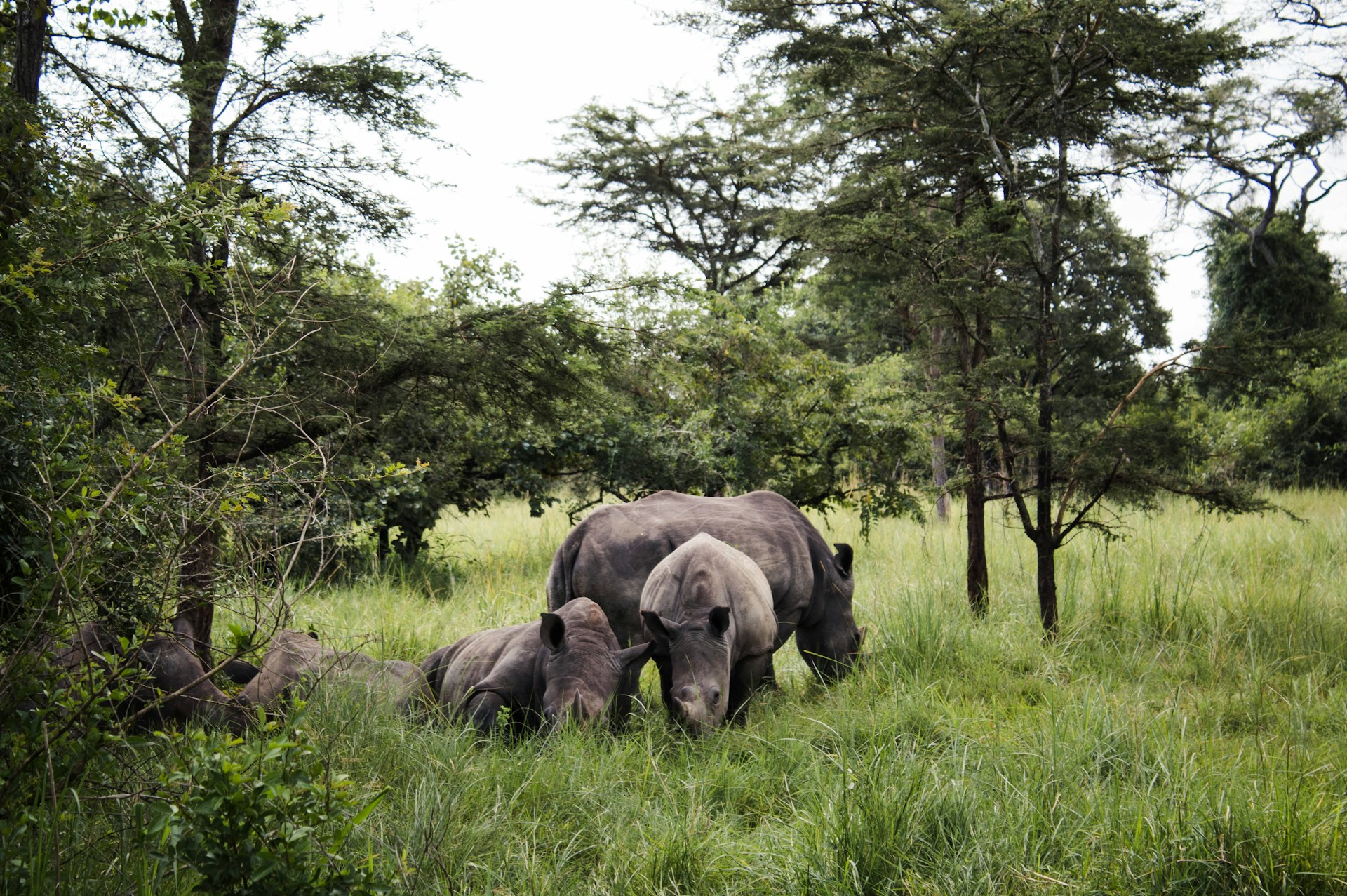 Peak Season’s Primate & Predator Spectacle