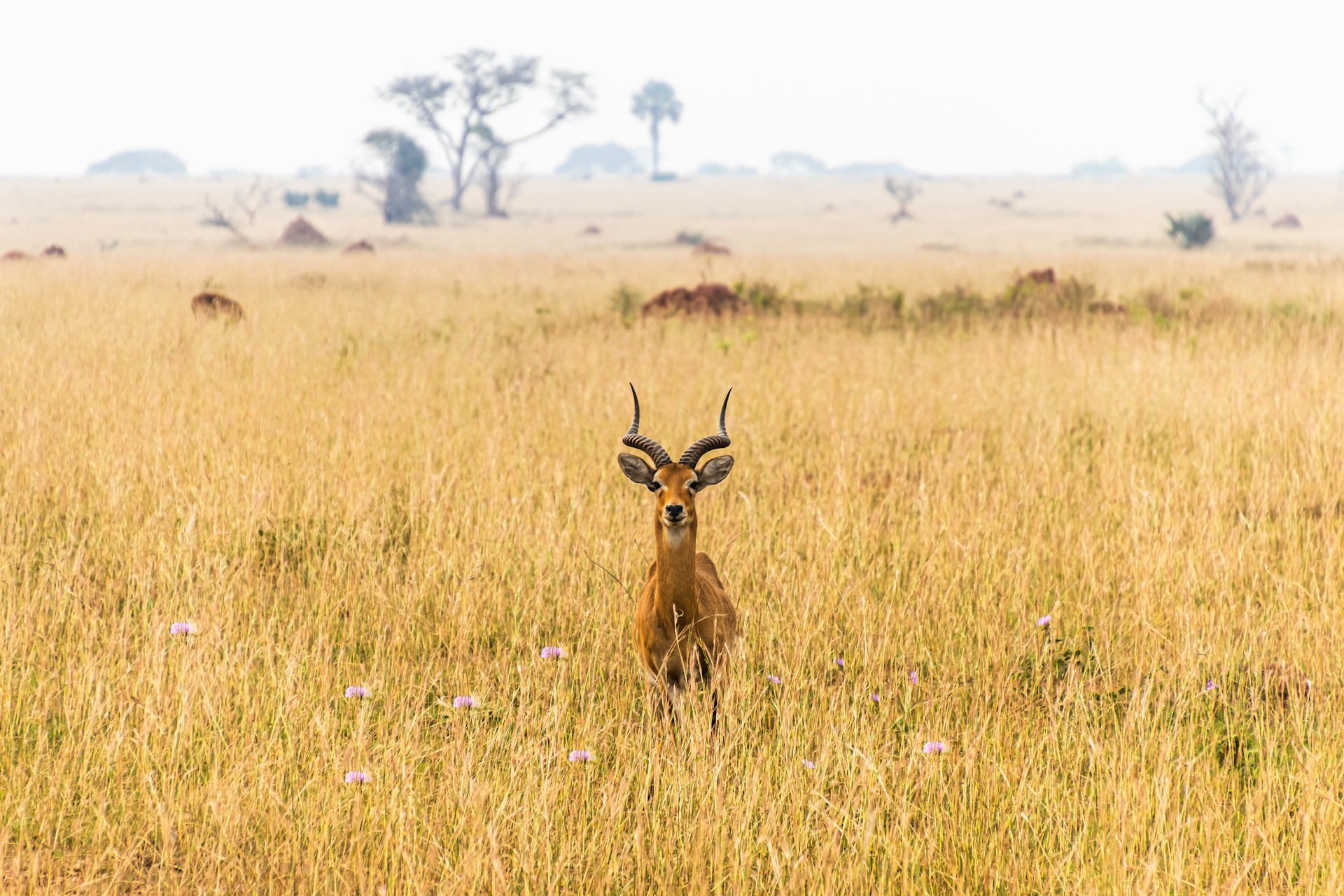 Dry Season’s Golden Savannah Glow