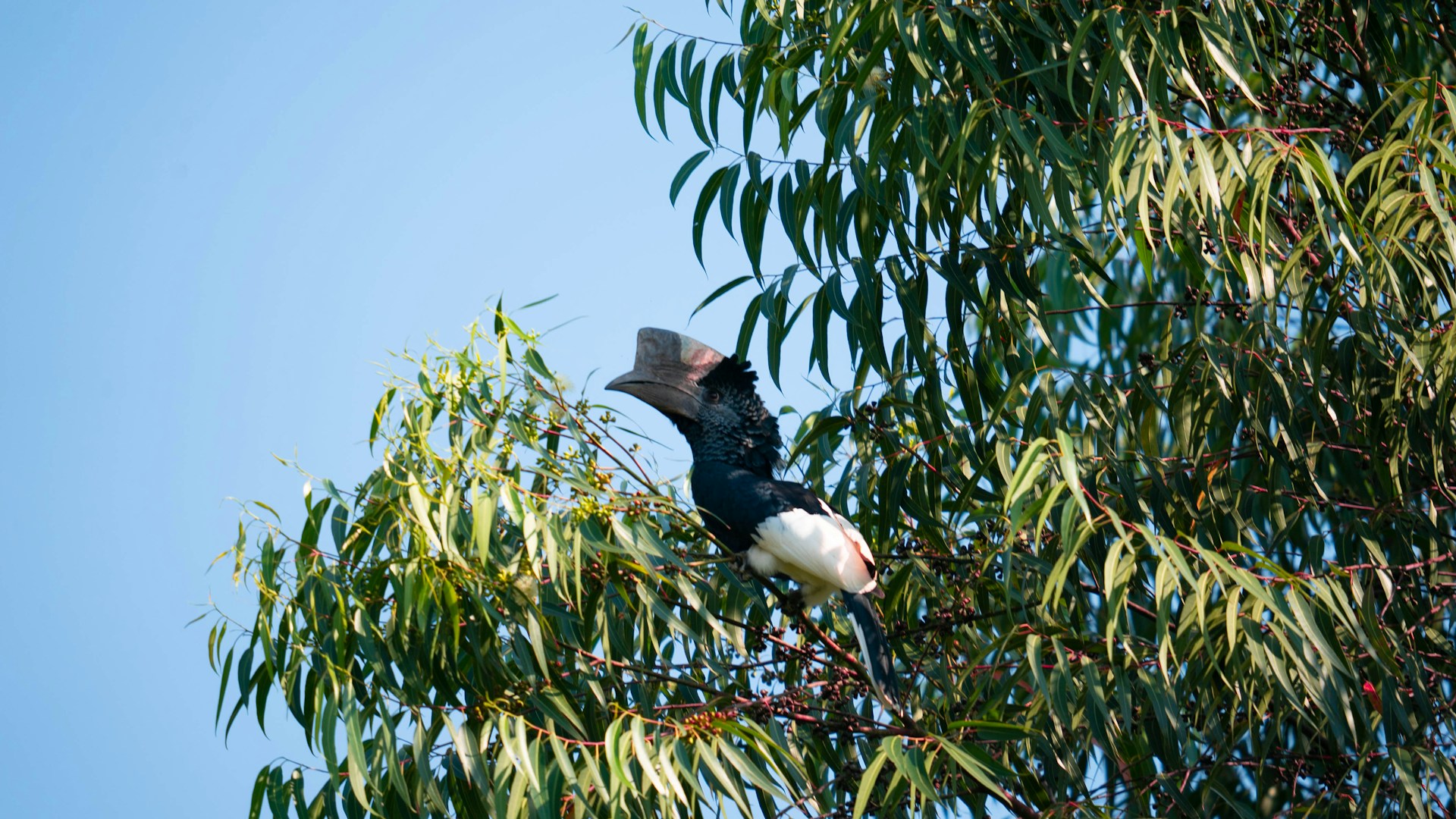 Rainy Season’s Birding Bonanza