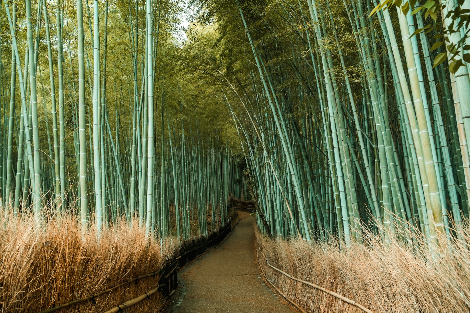Arashiyama Bamboo Grove