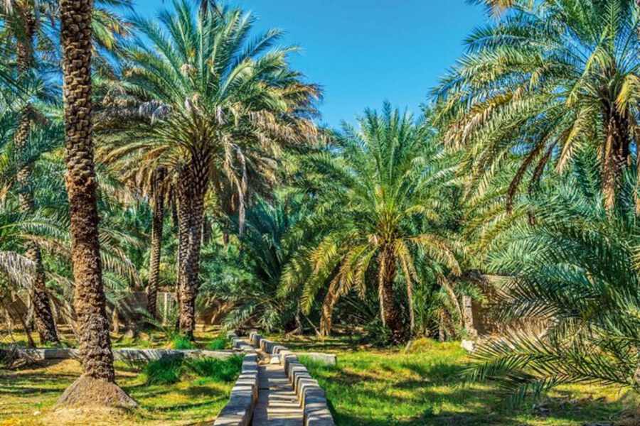 Al Ain Oasis