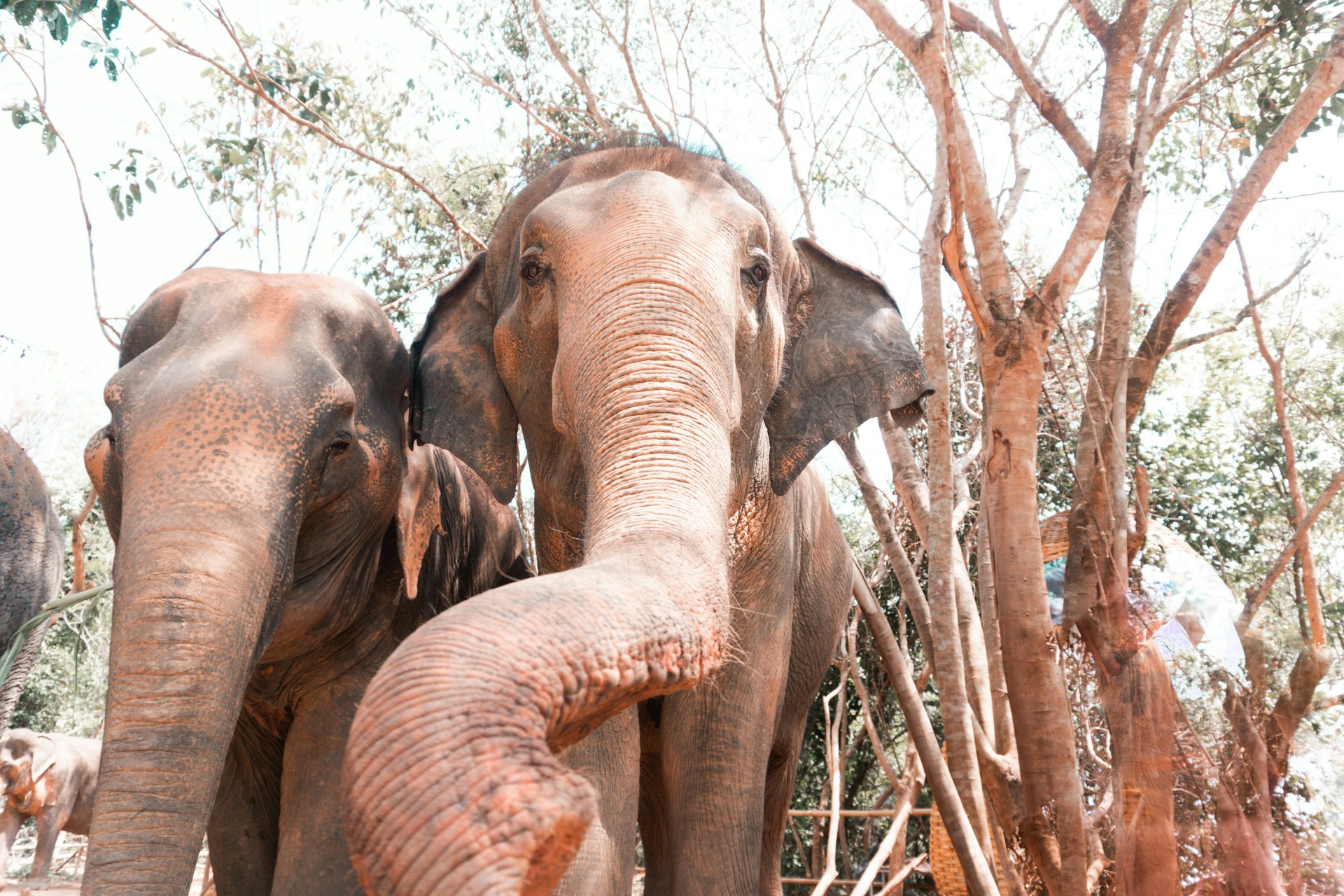 Phuket Elephant Sanctuary