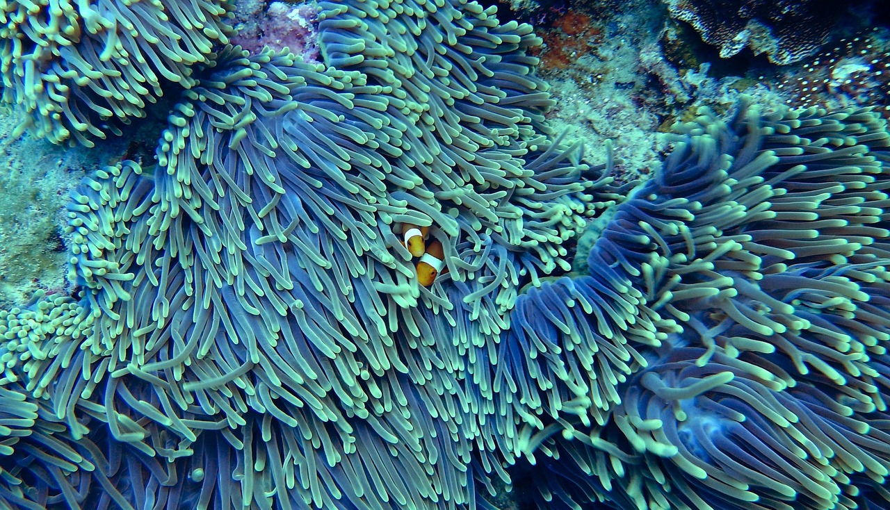 Mesoamerican Barrier Reef