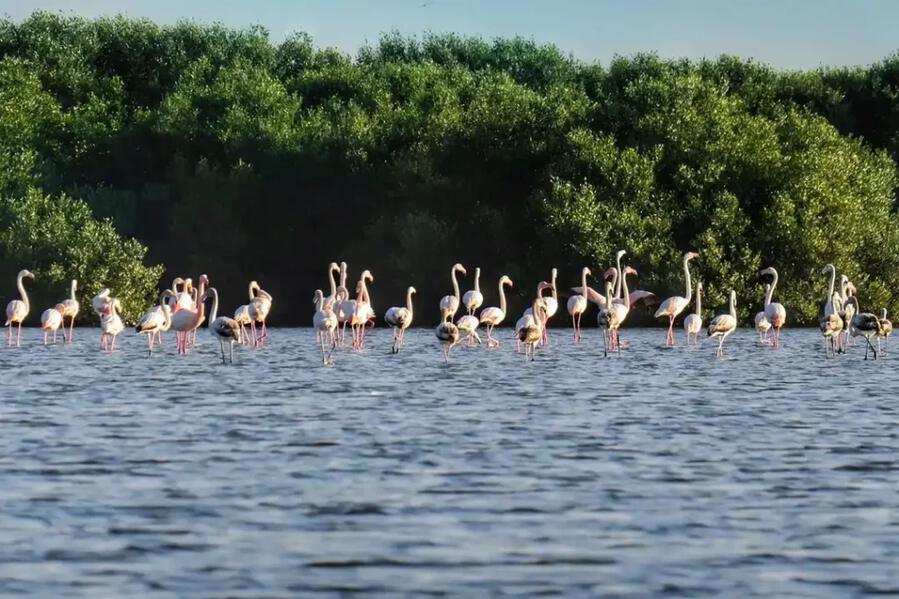 Al Zorah Nature Reserve