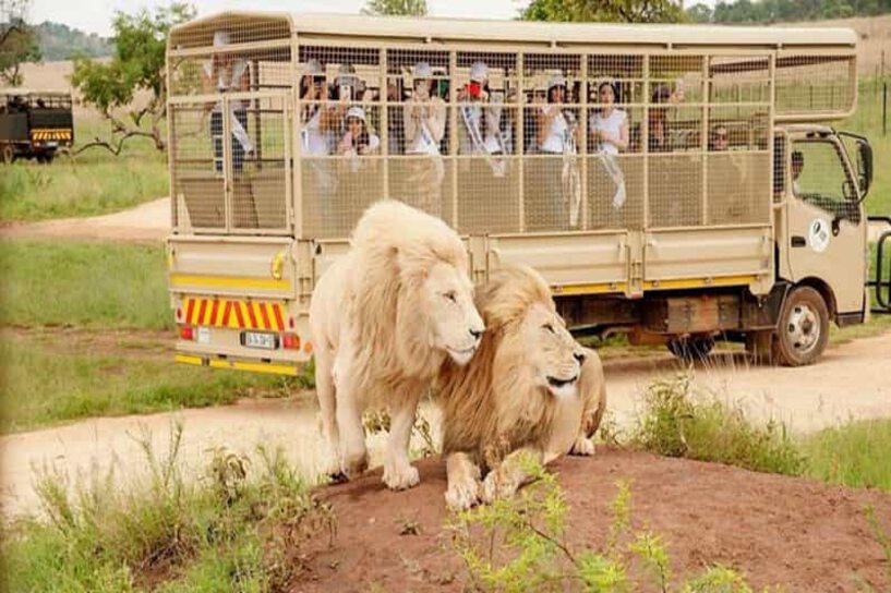 Lion & Safari Park