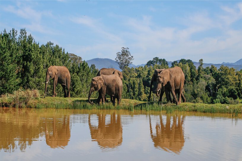 Knysna Elephant Park