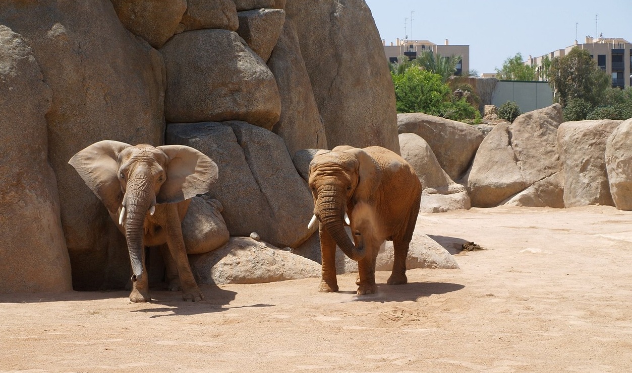 Bioparc Valencia