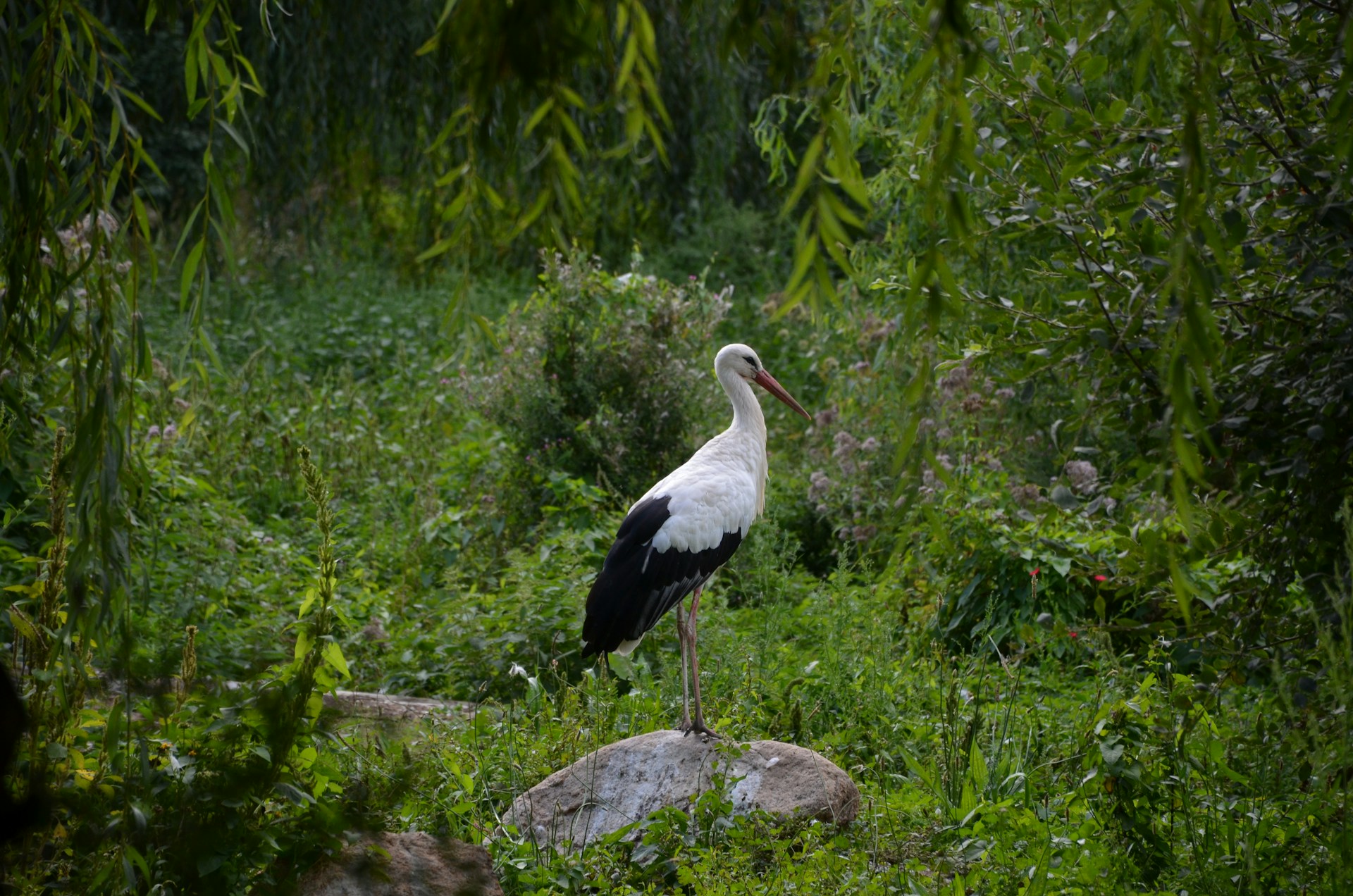 Bang Lang Stork Sanctuary
