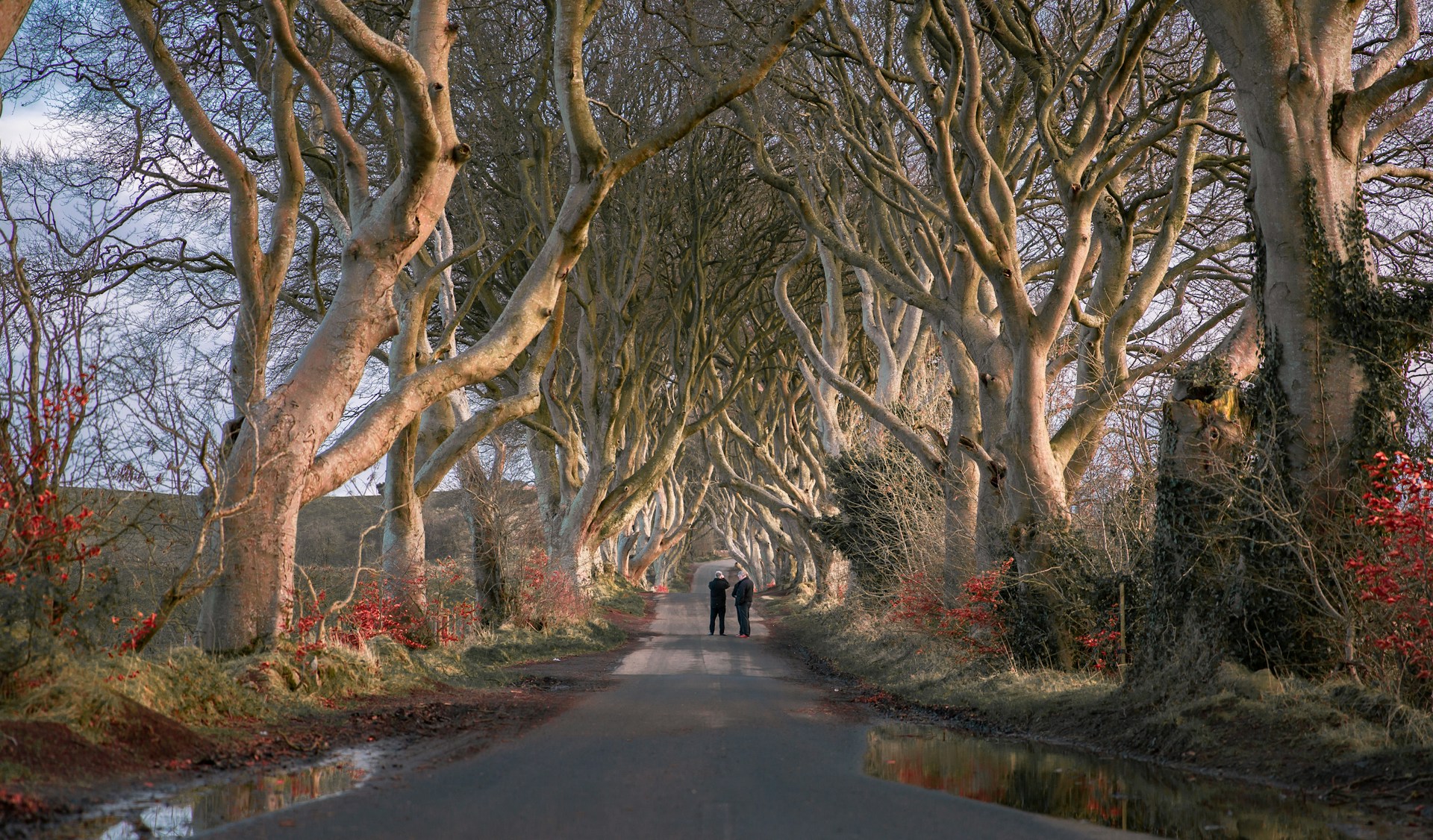 The Dark Hedges