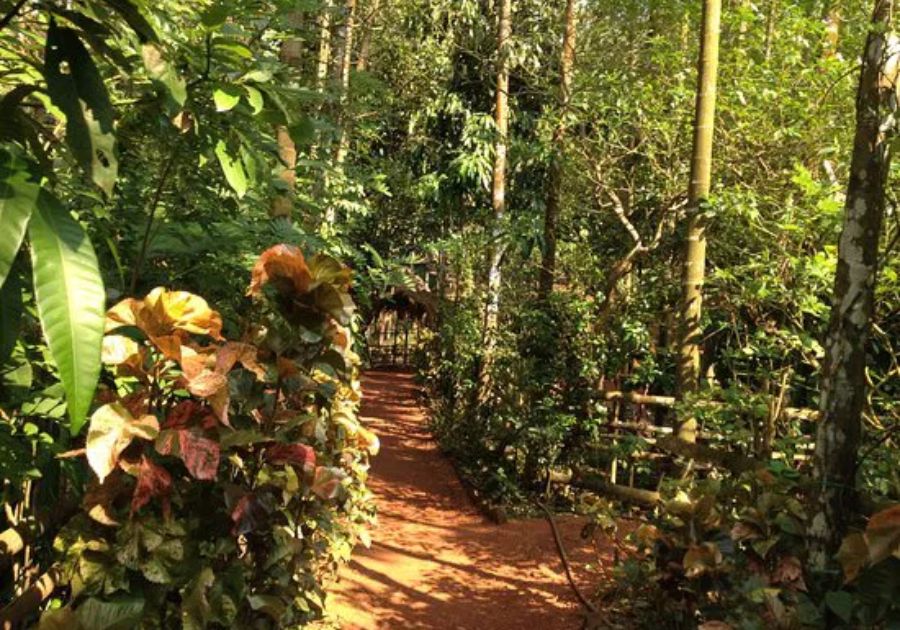 Discover Goa’s Spice Plantations