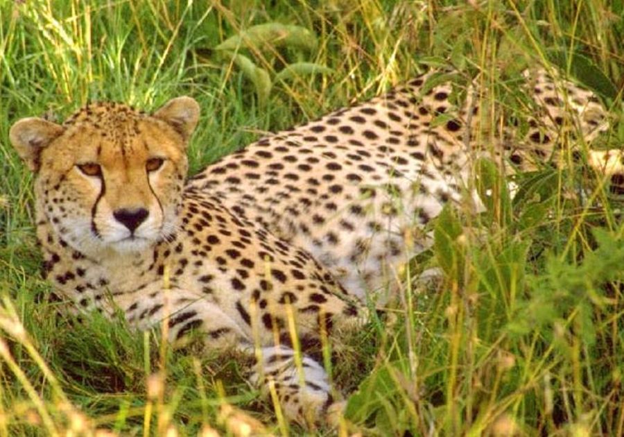 Spot Wildlife at Bhagwan Mahavir Wildlife Sanctuary