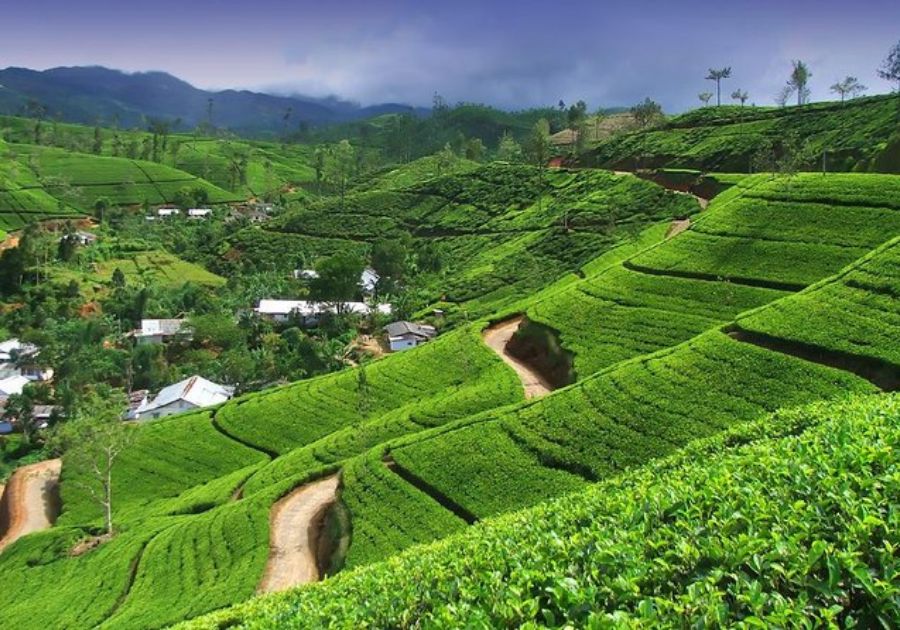 Explore Tea Plantations