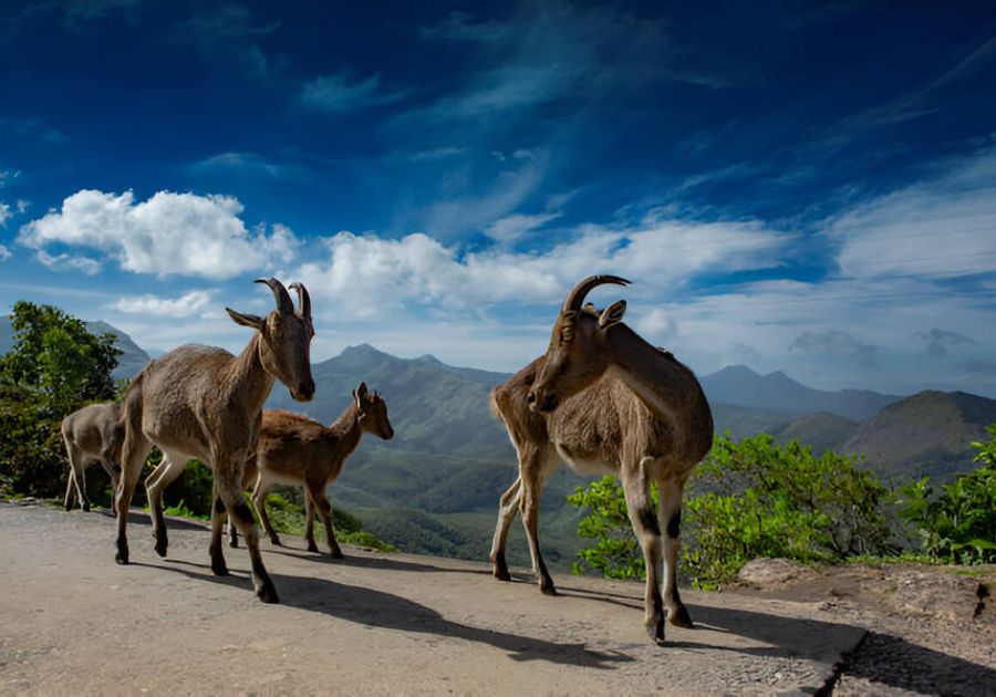 Visit Eravikulam National Park