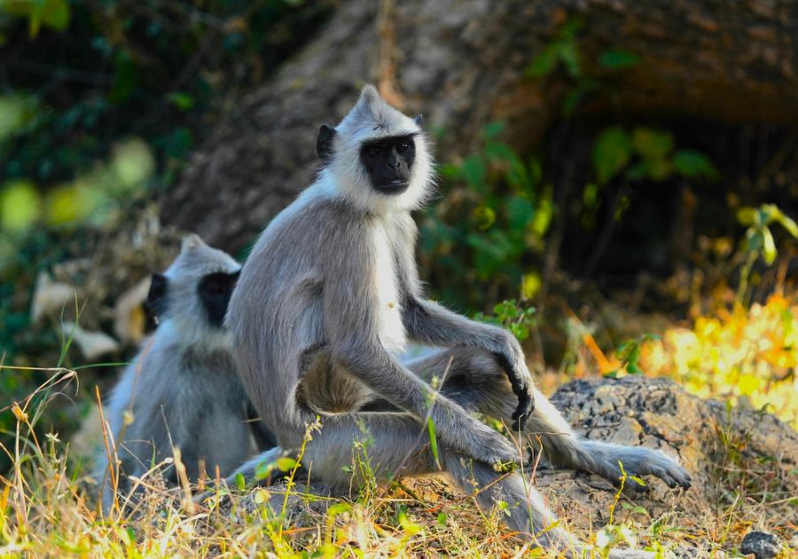 Explore Chinnar Wildlife Sanctuary
