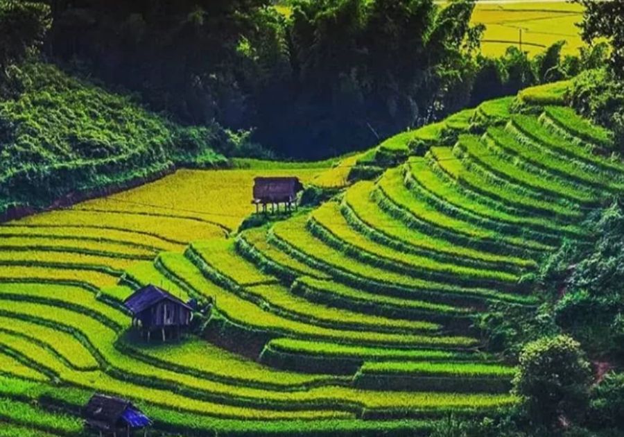 Explore the Tea Gardens
