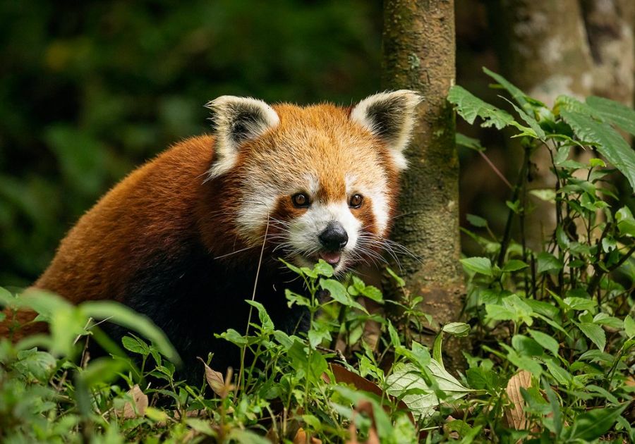 Discover Himalayan Wildlife at Padmaja Naidu Himalayan Zoological Park