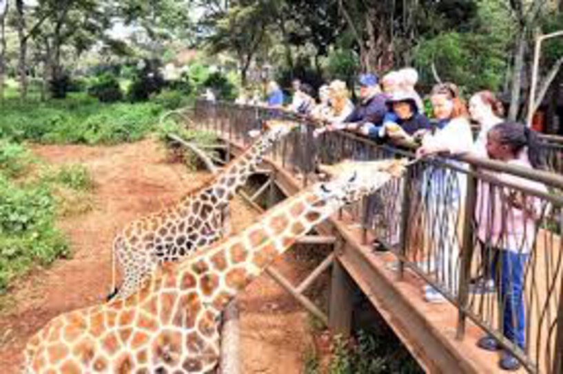 Giraffe Centre