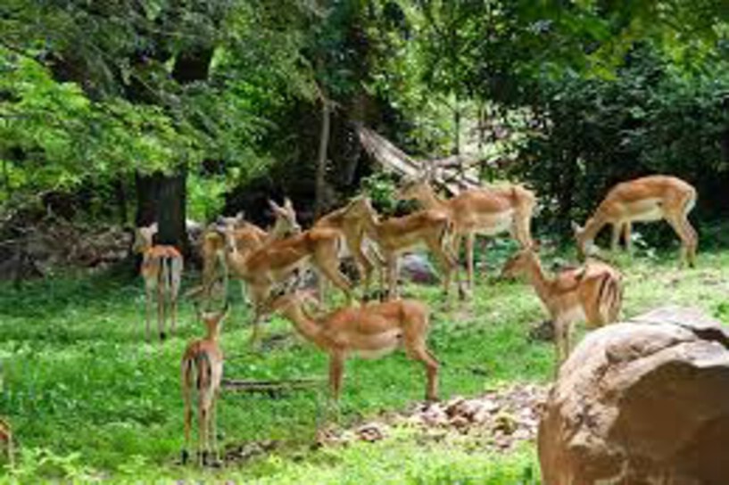 Impala Sanctuary