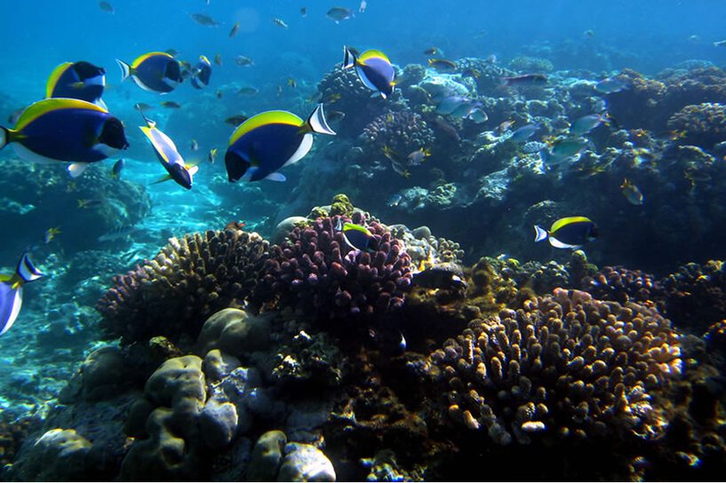 Malindi Marine National Park