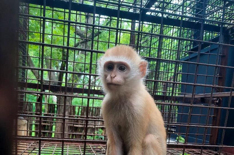 Colobus Conservation Center