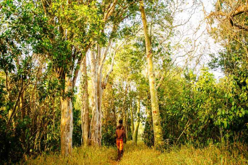 Kaya Kinondo Sacred Forest