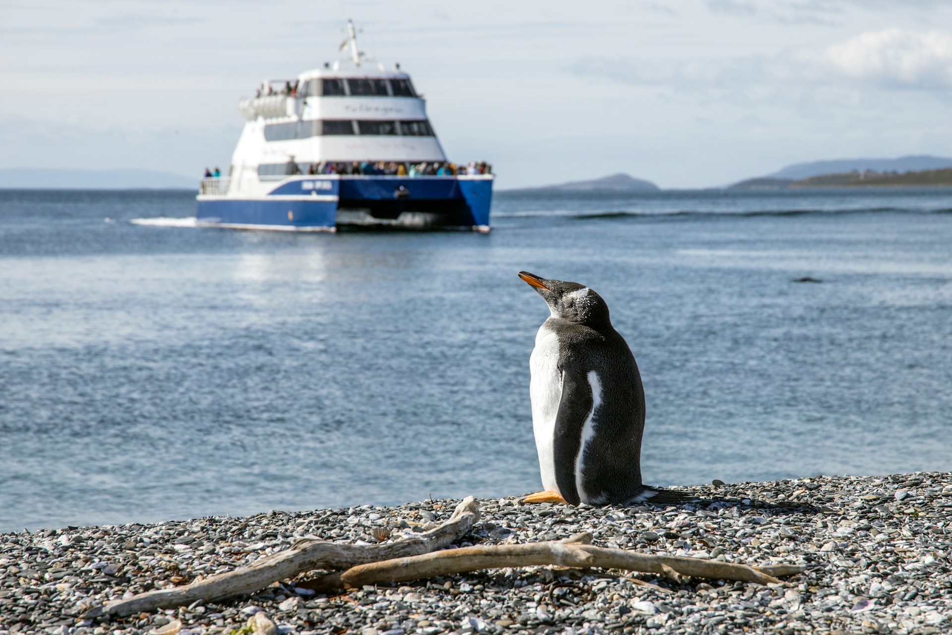 Martillo Island (Pinguinera)