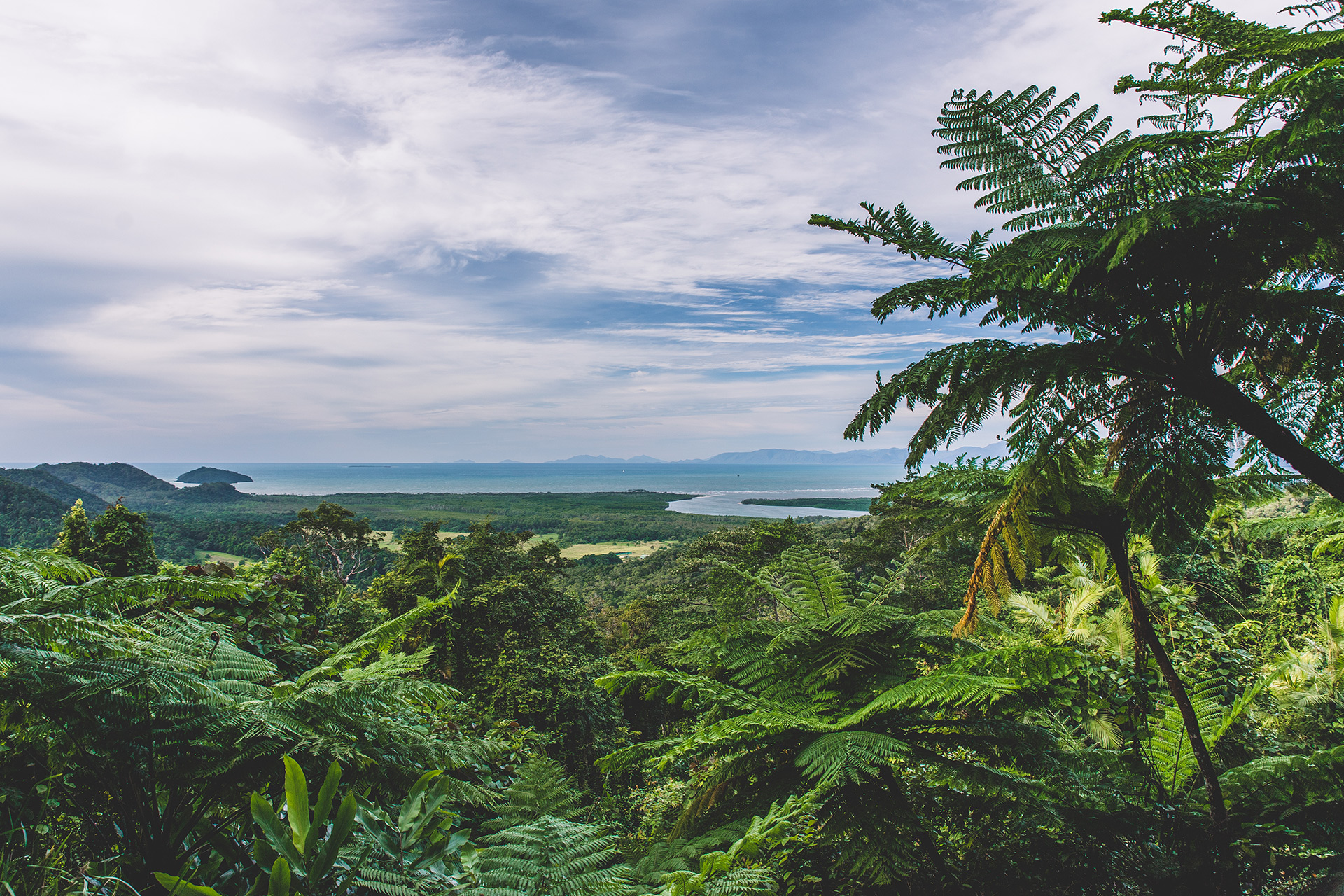 Daintree Rainforest