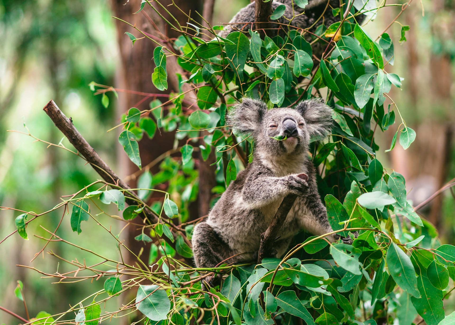 Currumbin Wildlife Sanctuary