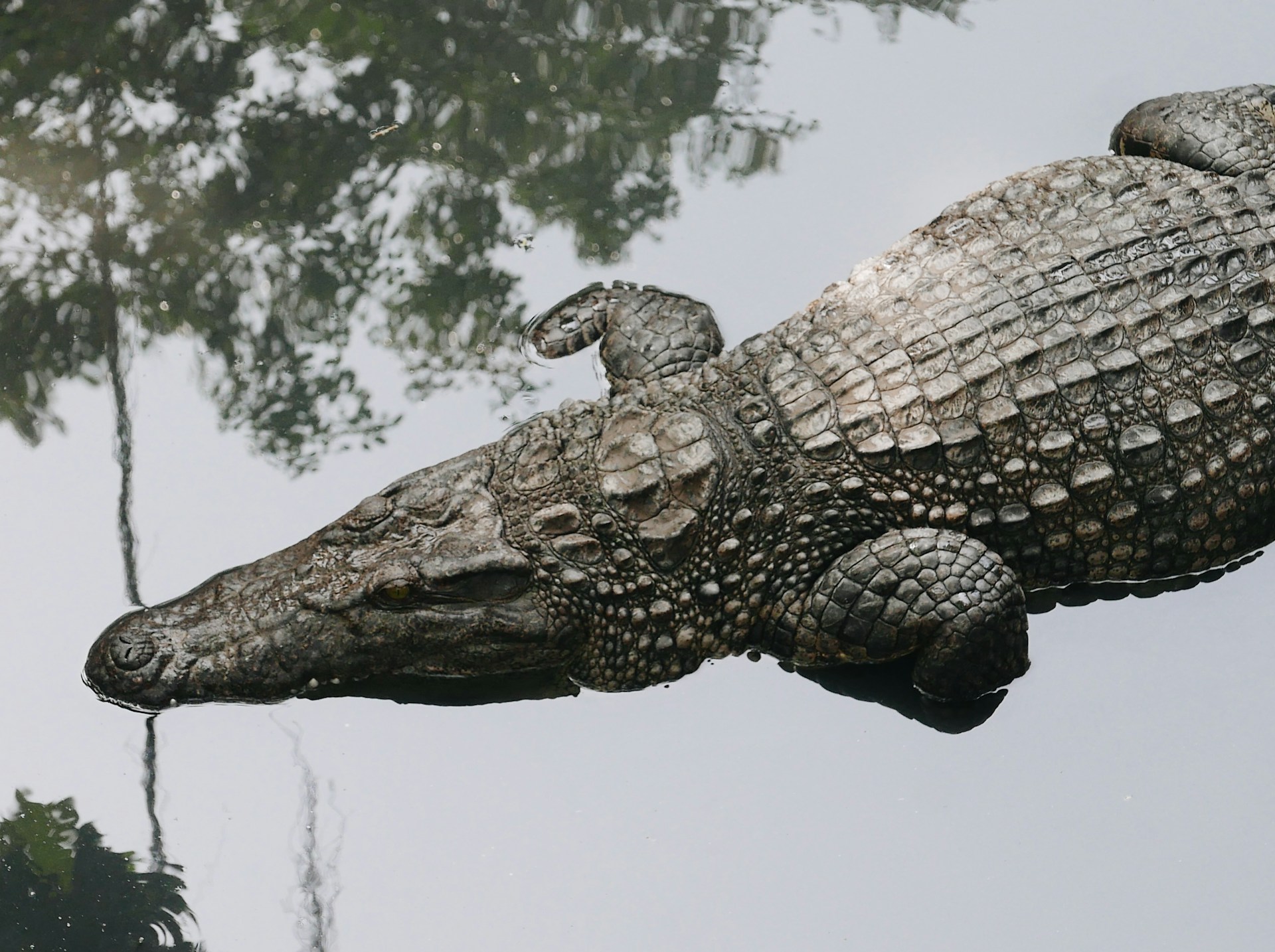 Crocosaurus Cove