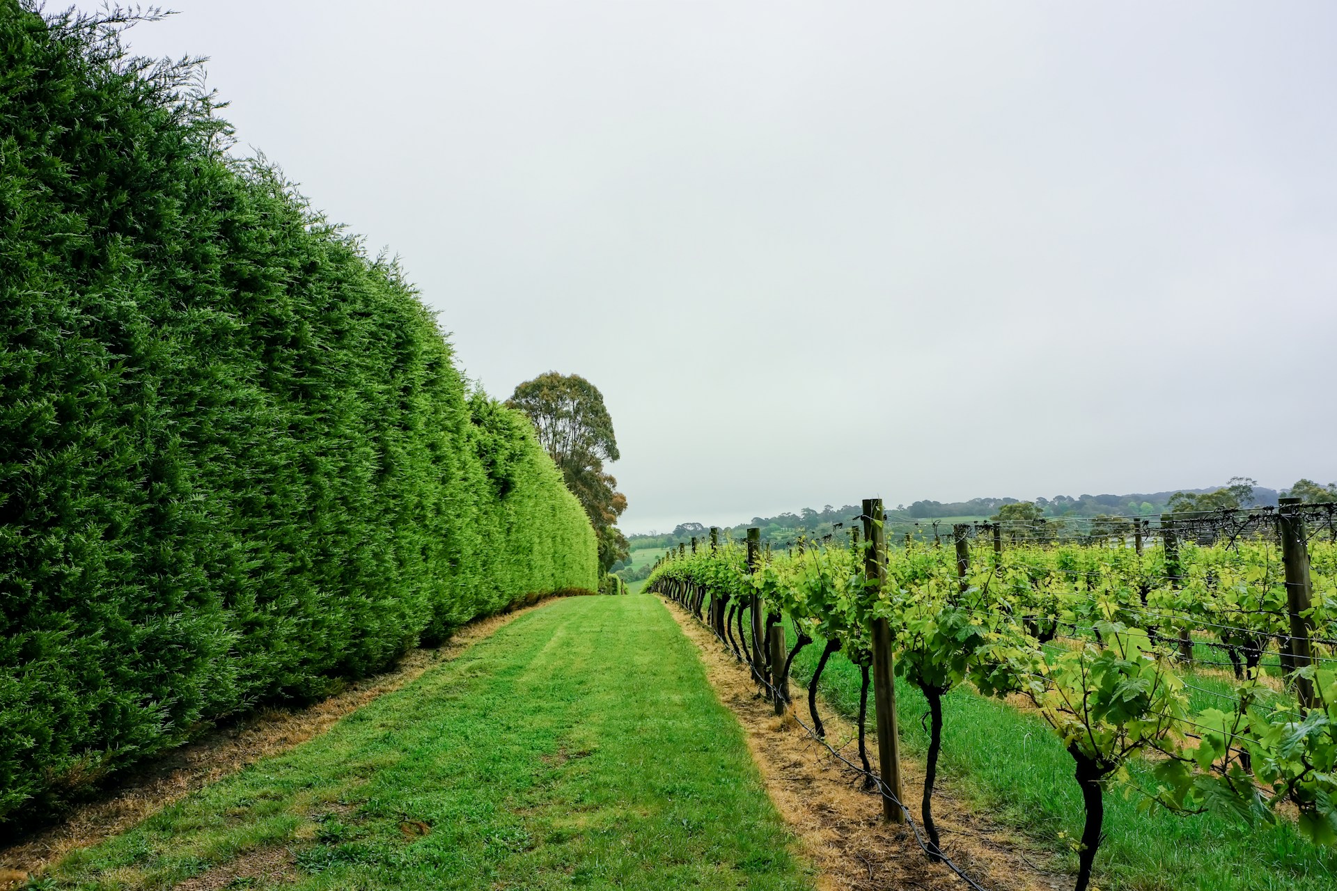 Swan Valley