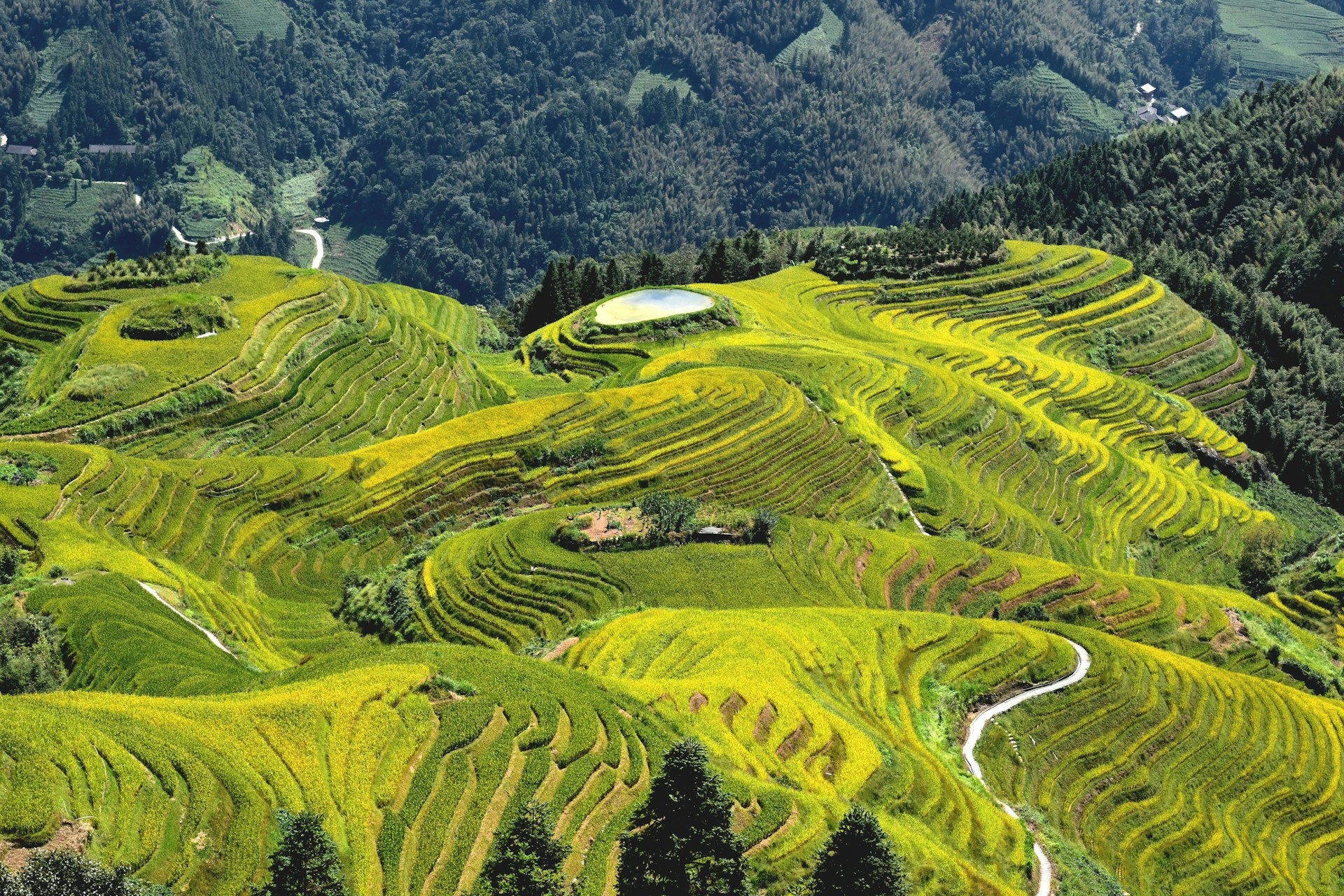 Longji Rice Terraces