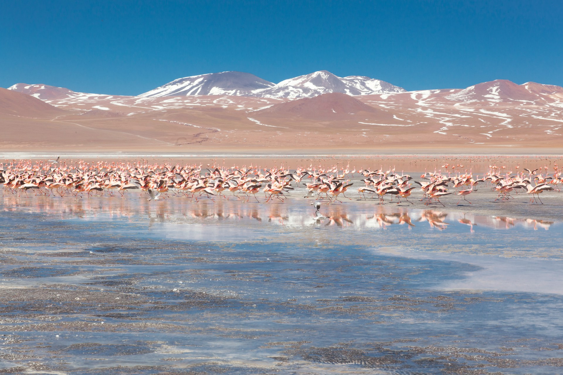 Laguna Colorada