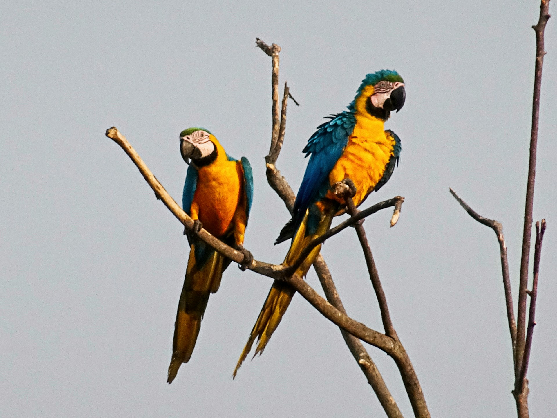 Parque das Aves