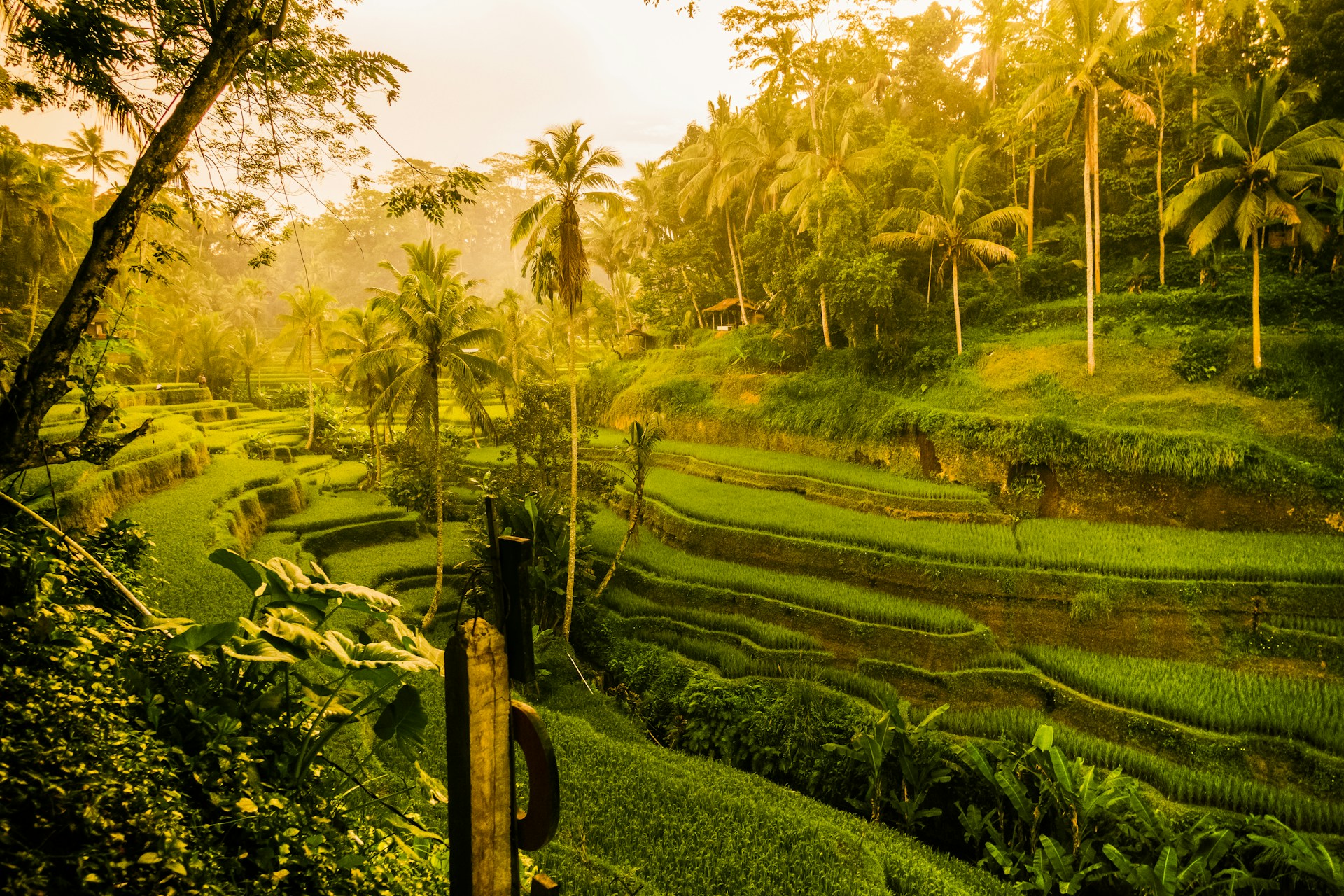 Ubud & Tegalalang Rice Terraces