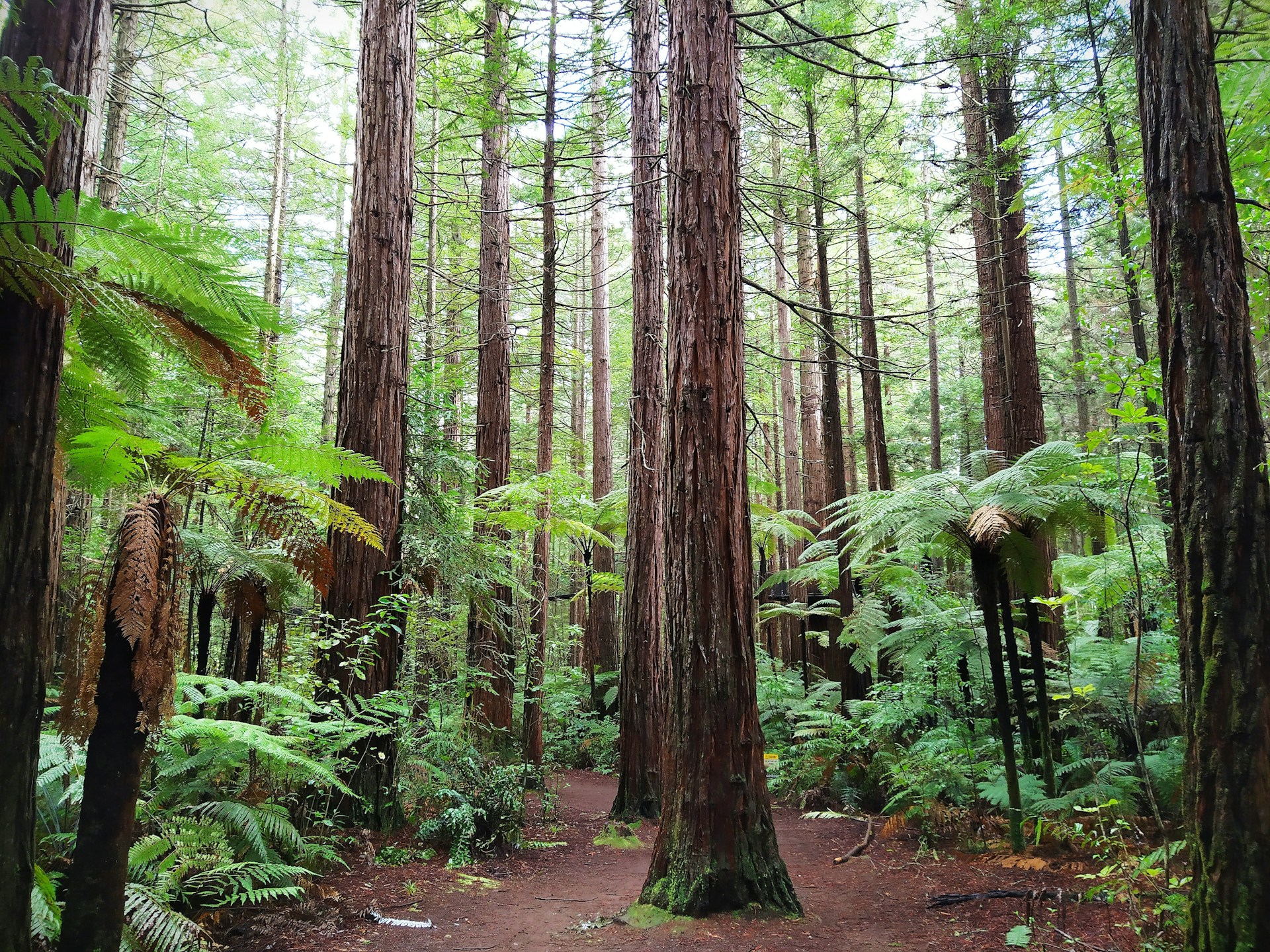 Redwoods Forest & Treewalk