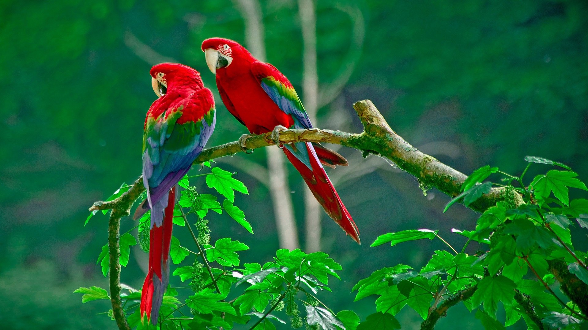Birding Escape - Self Drive
