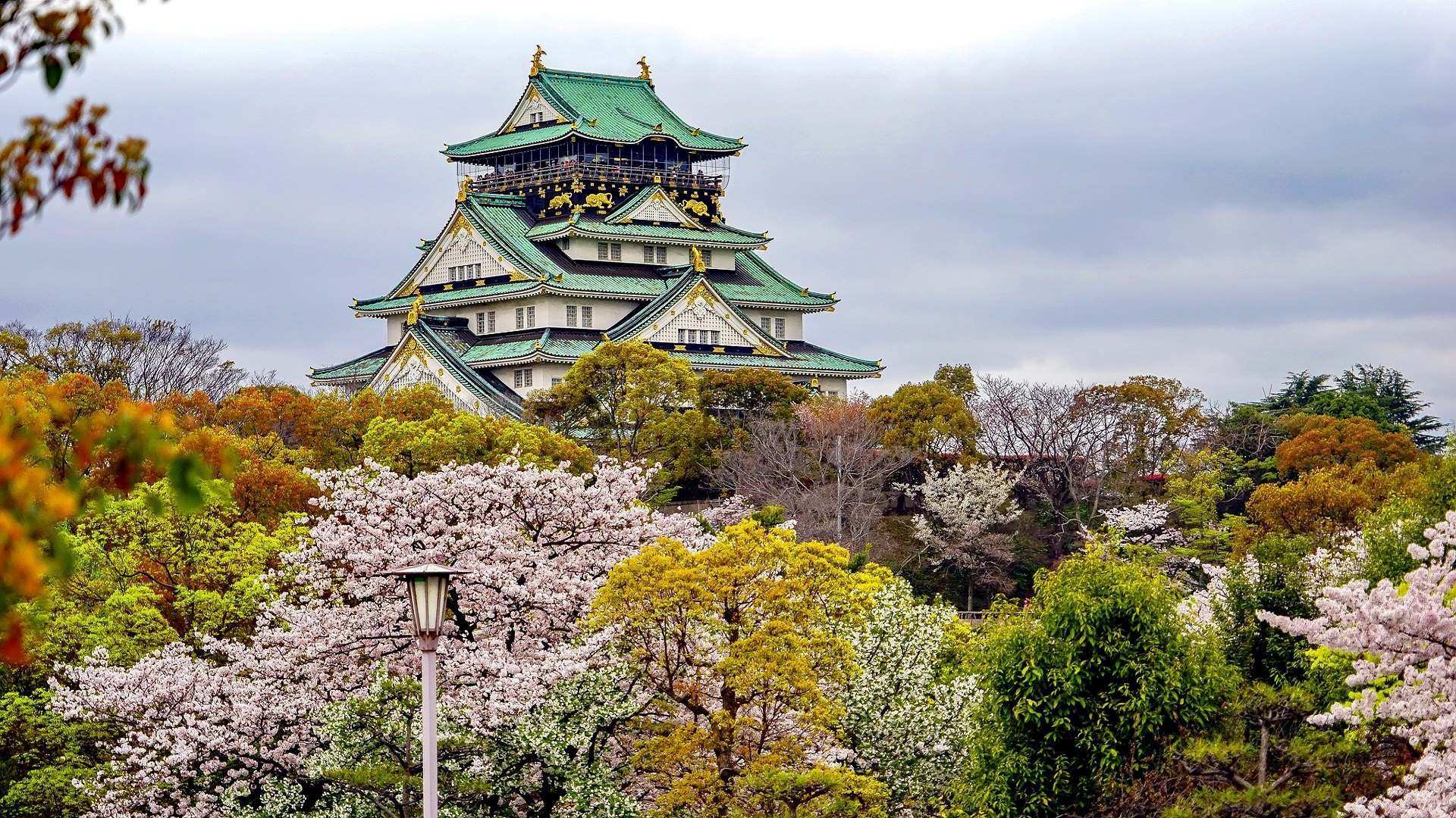 Cherry Blossom of Japan