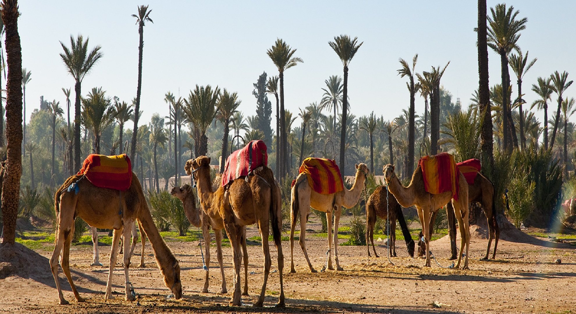 Classic Marrakesh