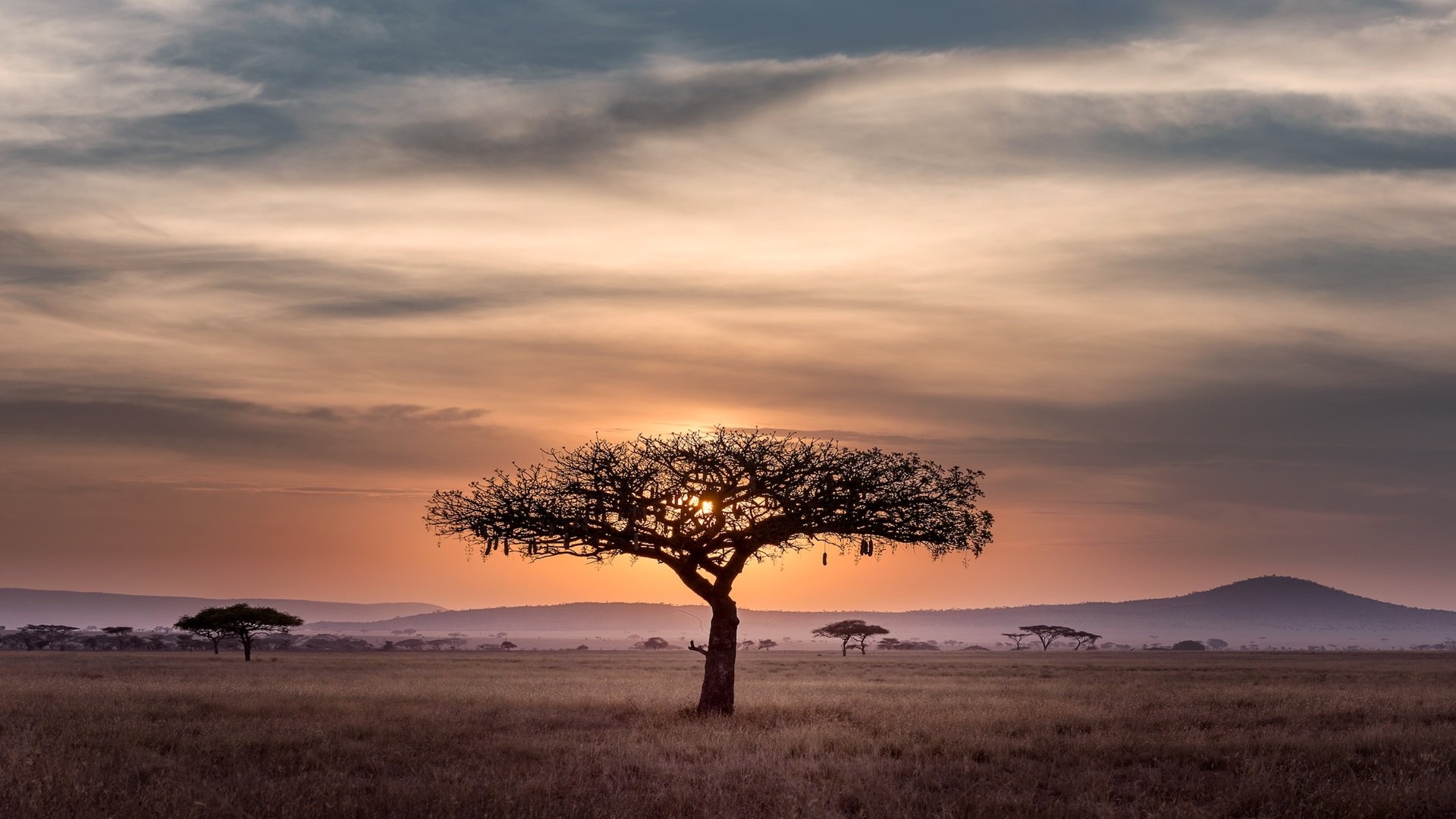 East African Wonder