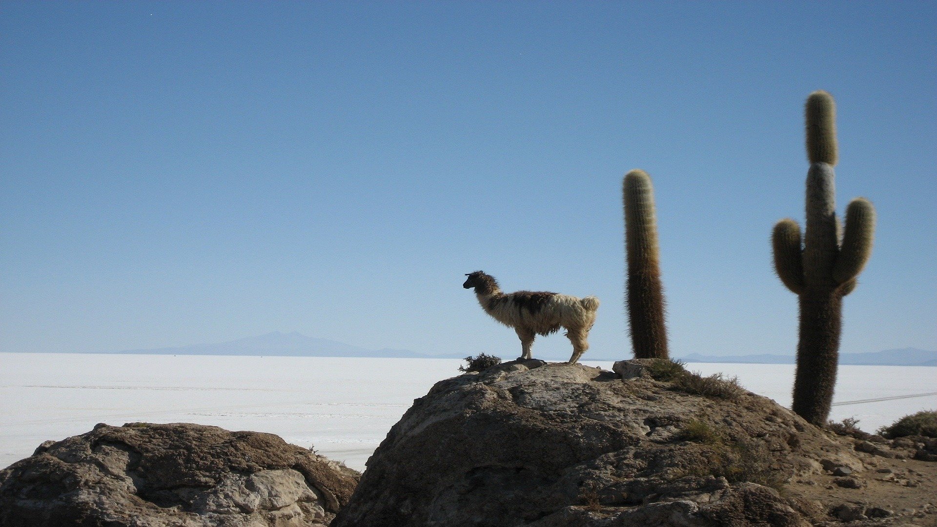 Essential Bolivia