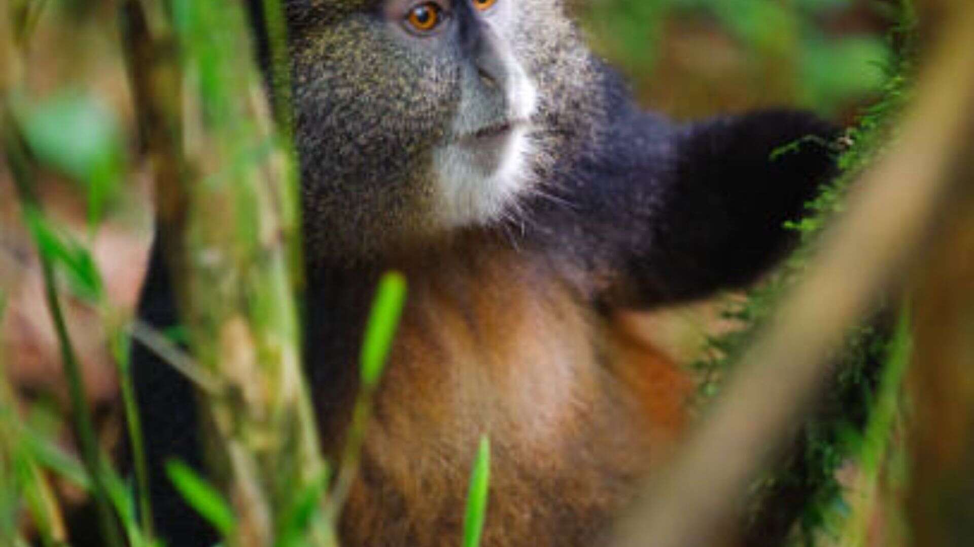 Gorilla and Golden Monkey Trekking