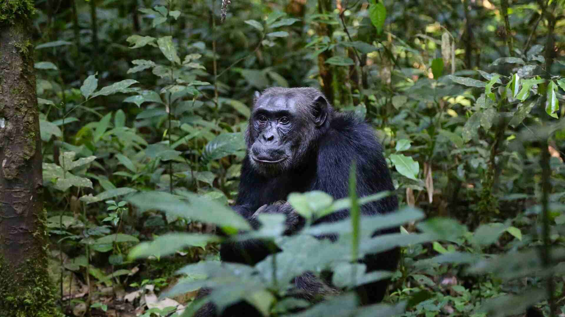 Gorilla Trekking Driving Safari