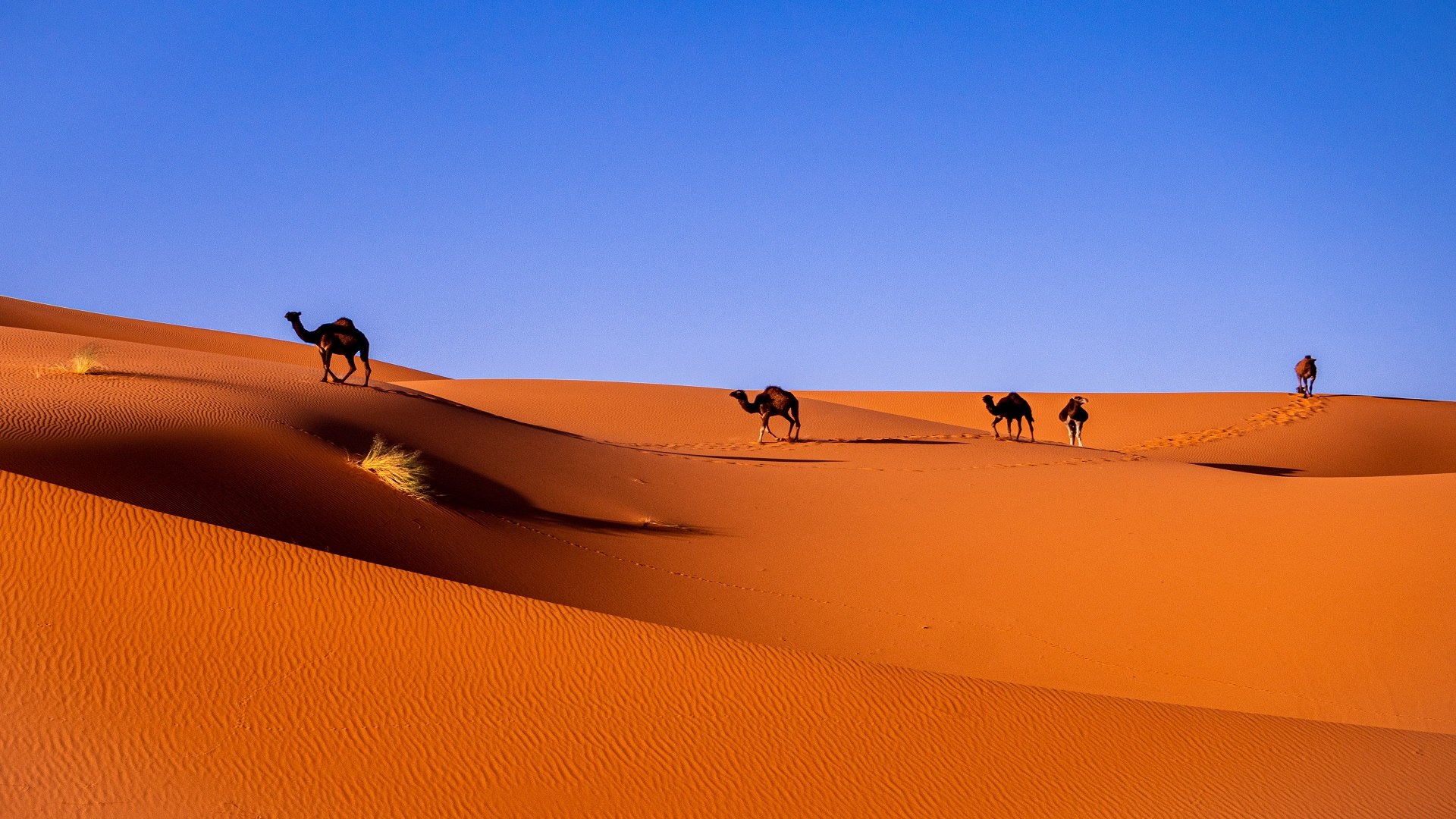 Grand Morocco