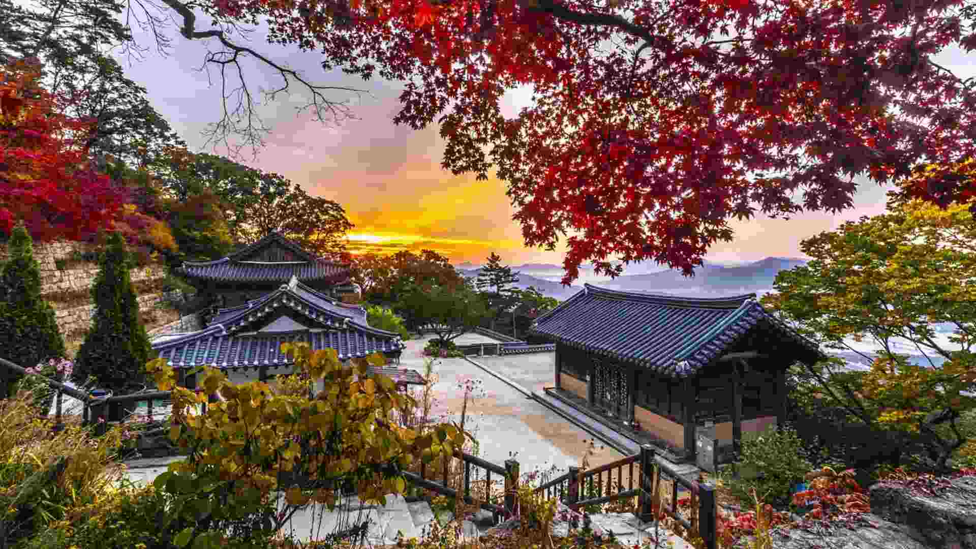 South Korea Cherry Blossom