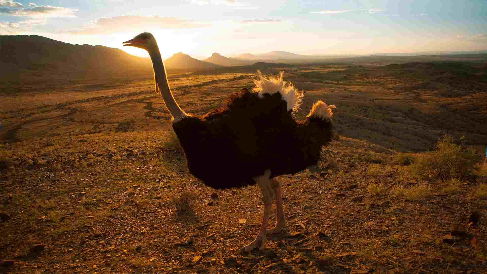 Spectacular South Africa