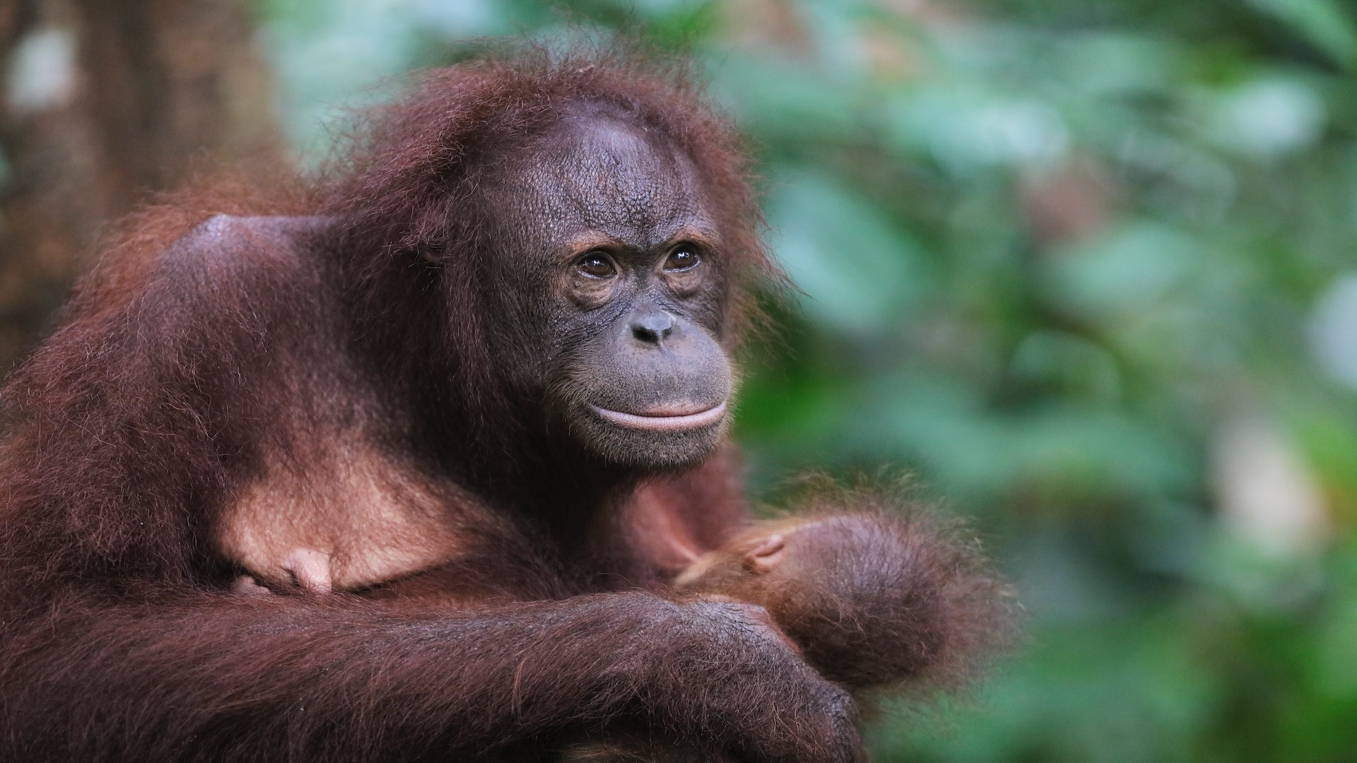 Tabin Wildlife Encounter